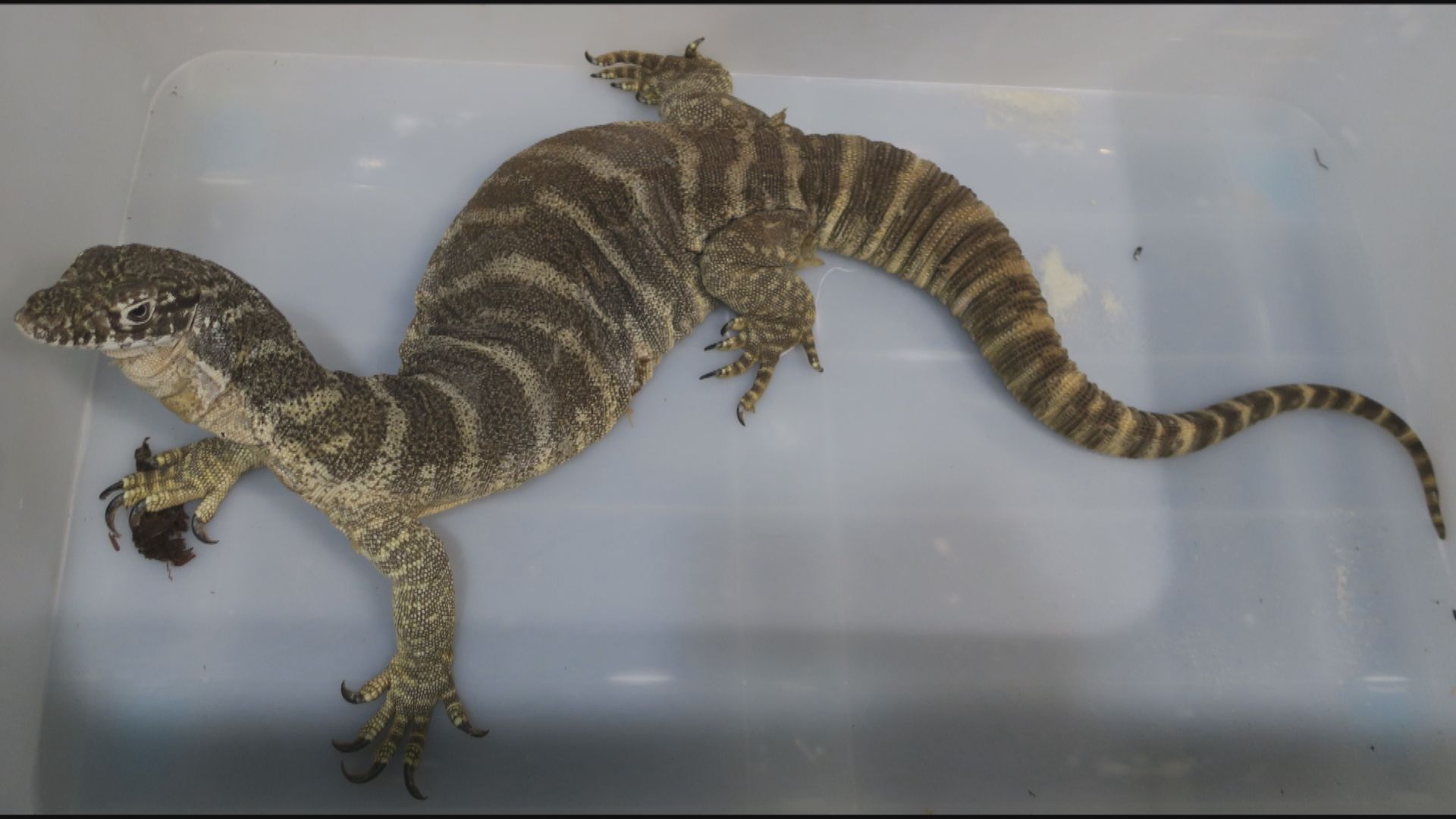 漁護署檢獲三隻懷疑被非法管有瀕危動物