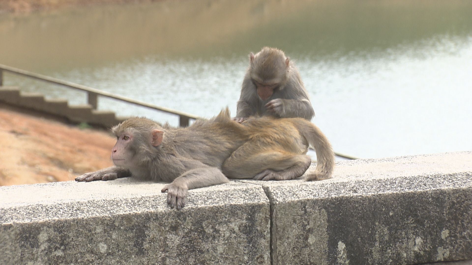 漁護署明日起於多個郊野公園加強執法　打擊非法餵飼猴子及野豬