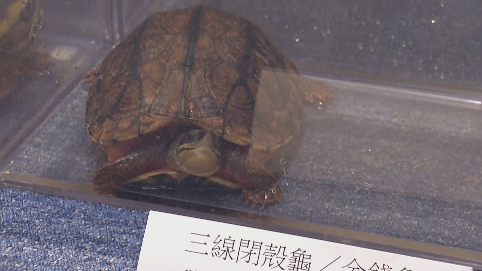 漁護署檢31隻極危及瀕危淡水龜拘兩人