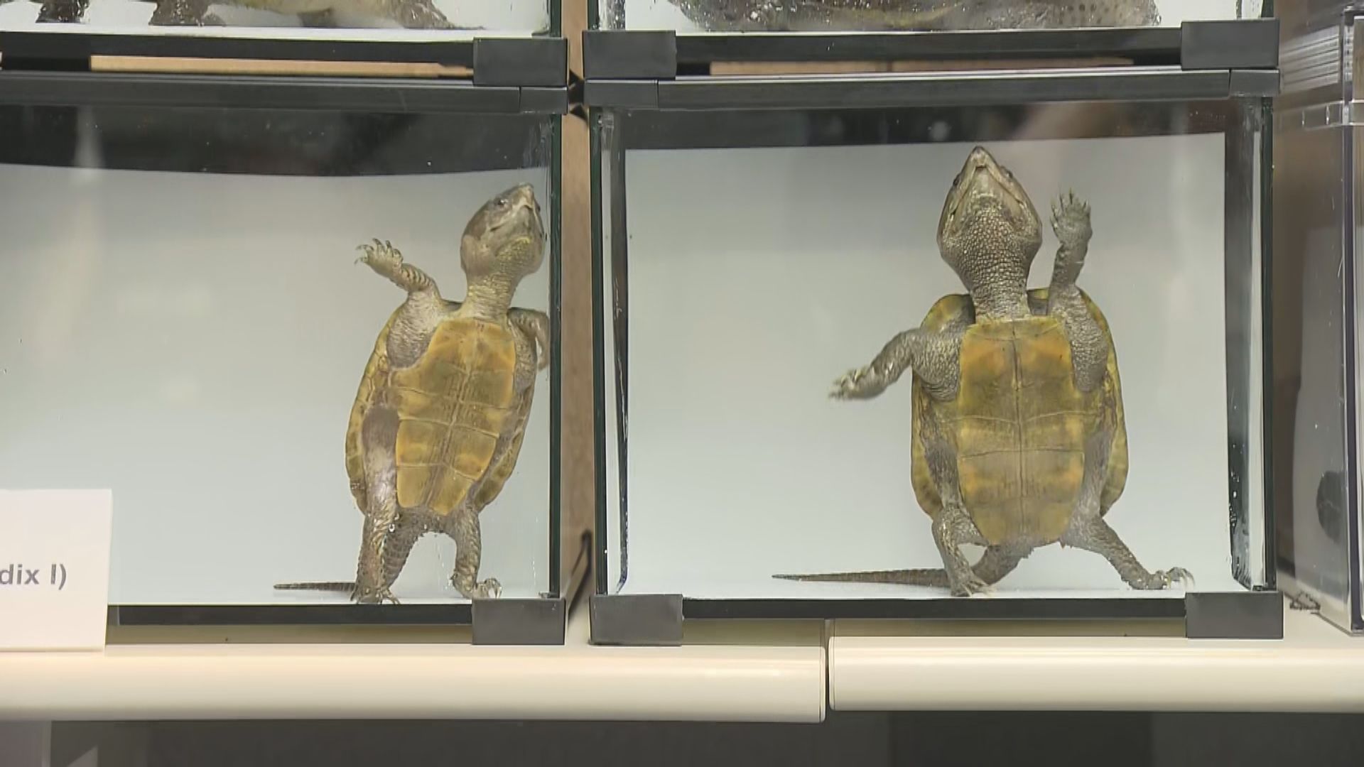 41歲男涉管有29隻瀕危龜被捕