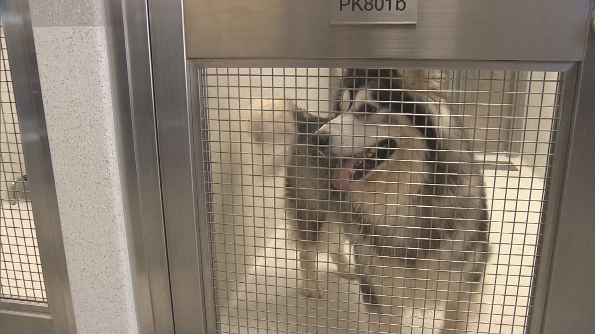 漁護署接收千多隻貓狗　呼籲市民領養代替購買