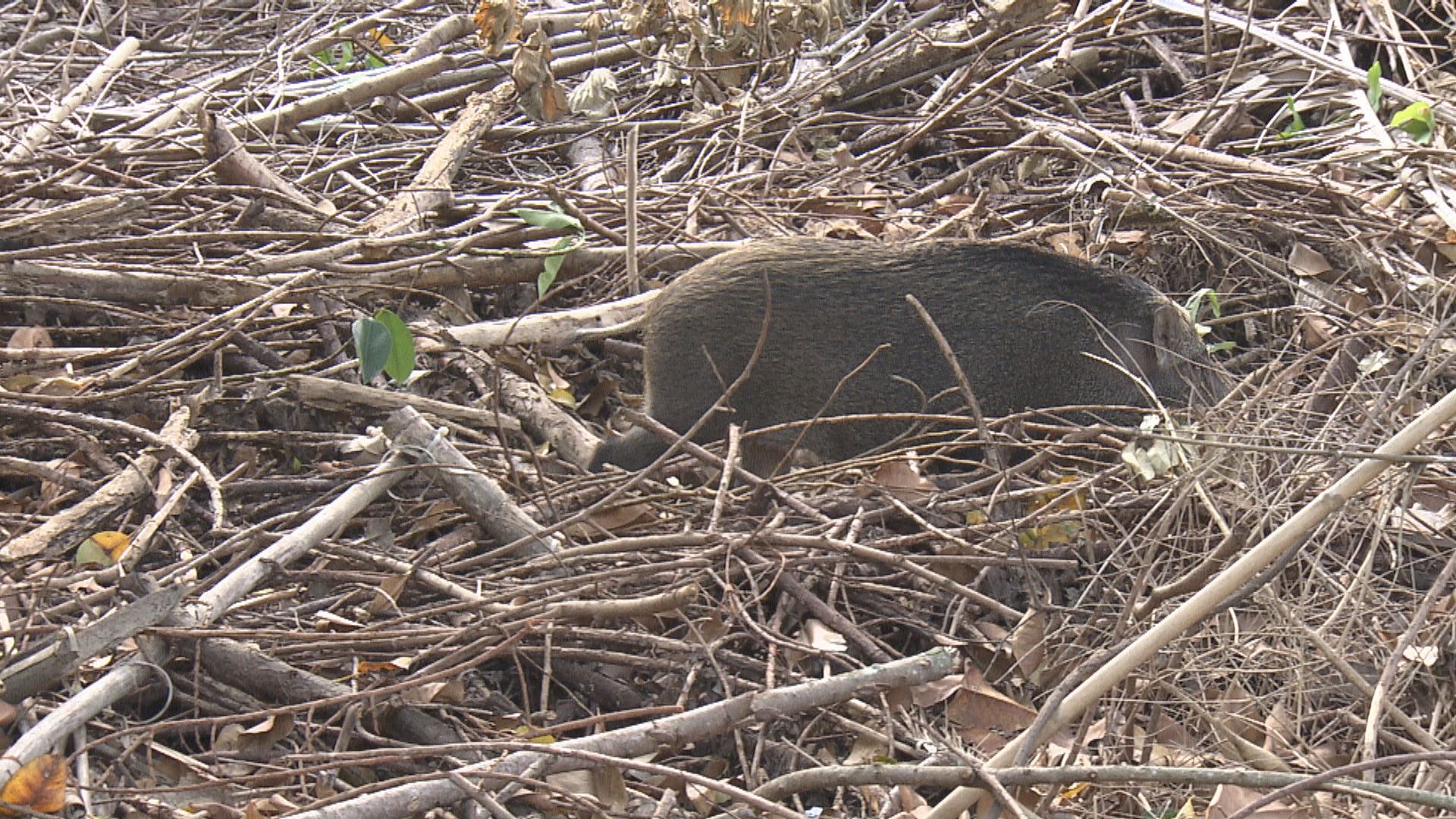 漁護署前年11月至今人道處理540隻野豬