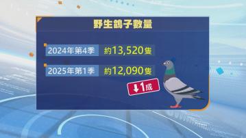 禁餵野鴿｜野鴿數量減少逾一成　漁護署：修例實施近一年開始發揮作用 