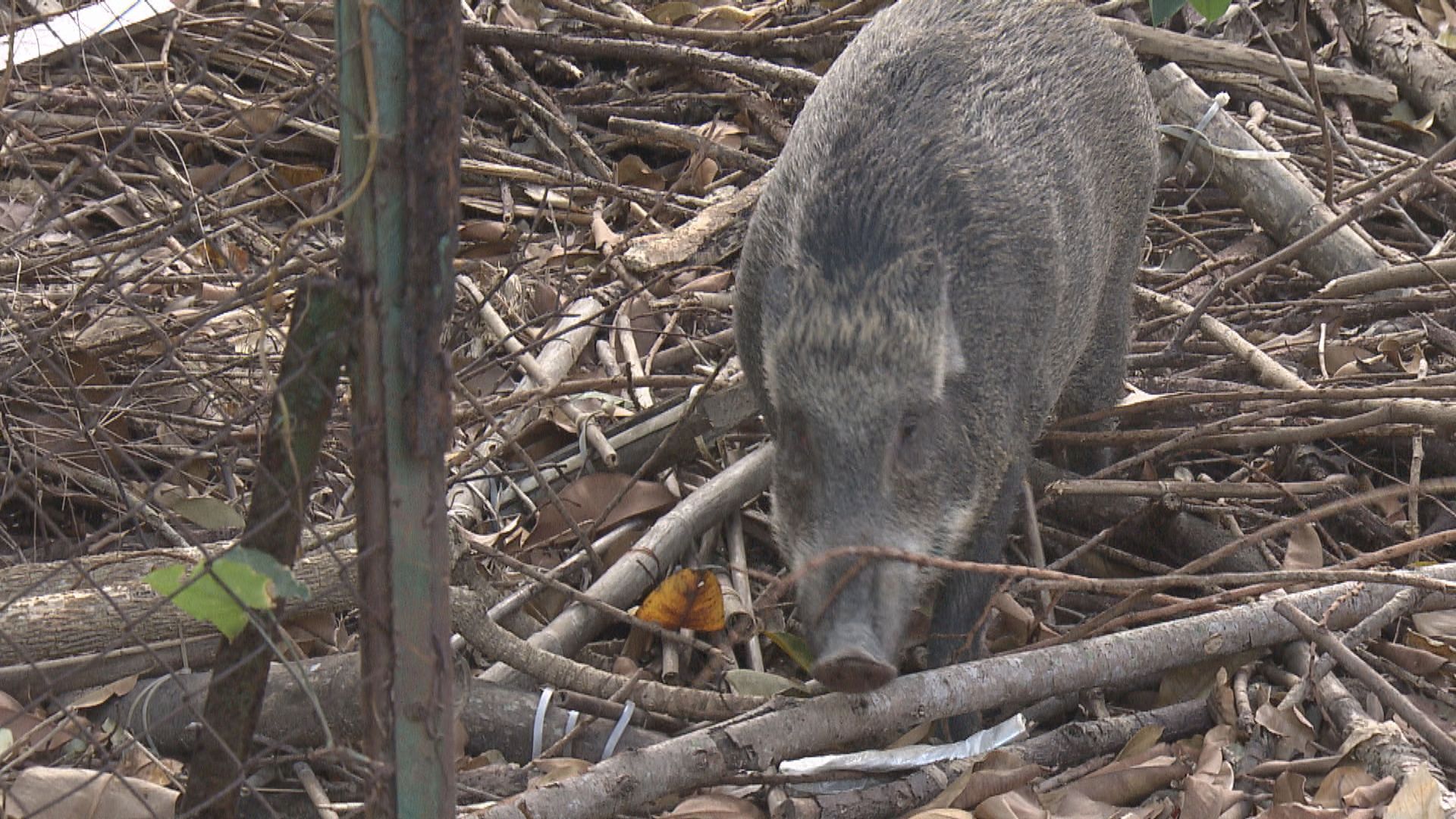 漁護署野豬捕捉行動　人道處理逾1600隻