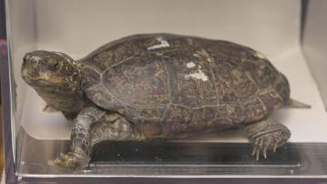 男子非法管有野生及瀕危龜　判囚20個月