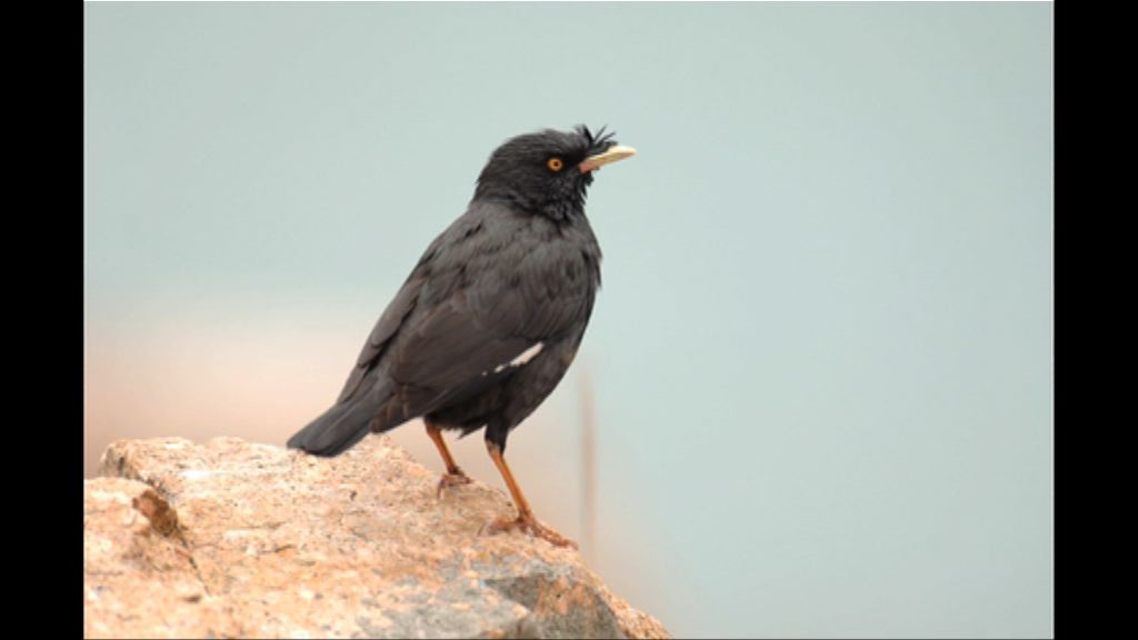 粉嶺八哥屍體帶H5N6禽流感病毒