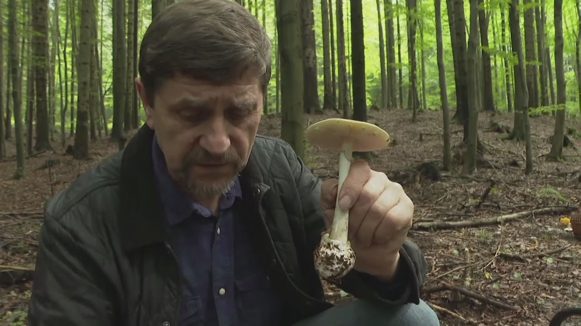 波蘭阿富汗難民家庭誤食毒菇　年幼兄弟死亡