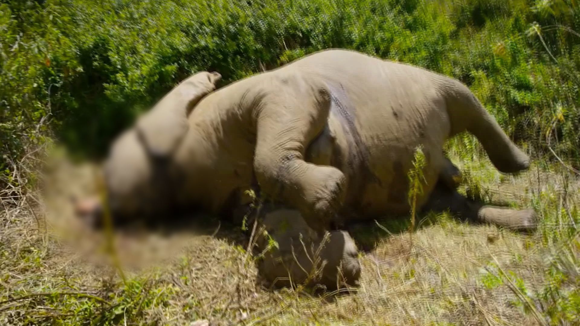 非洲博茨瓦納近90隻大象被獵殺