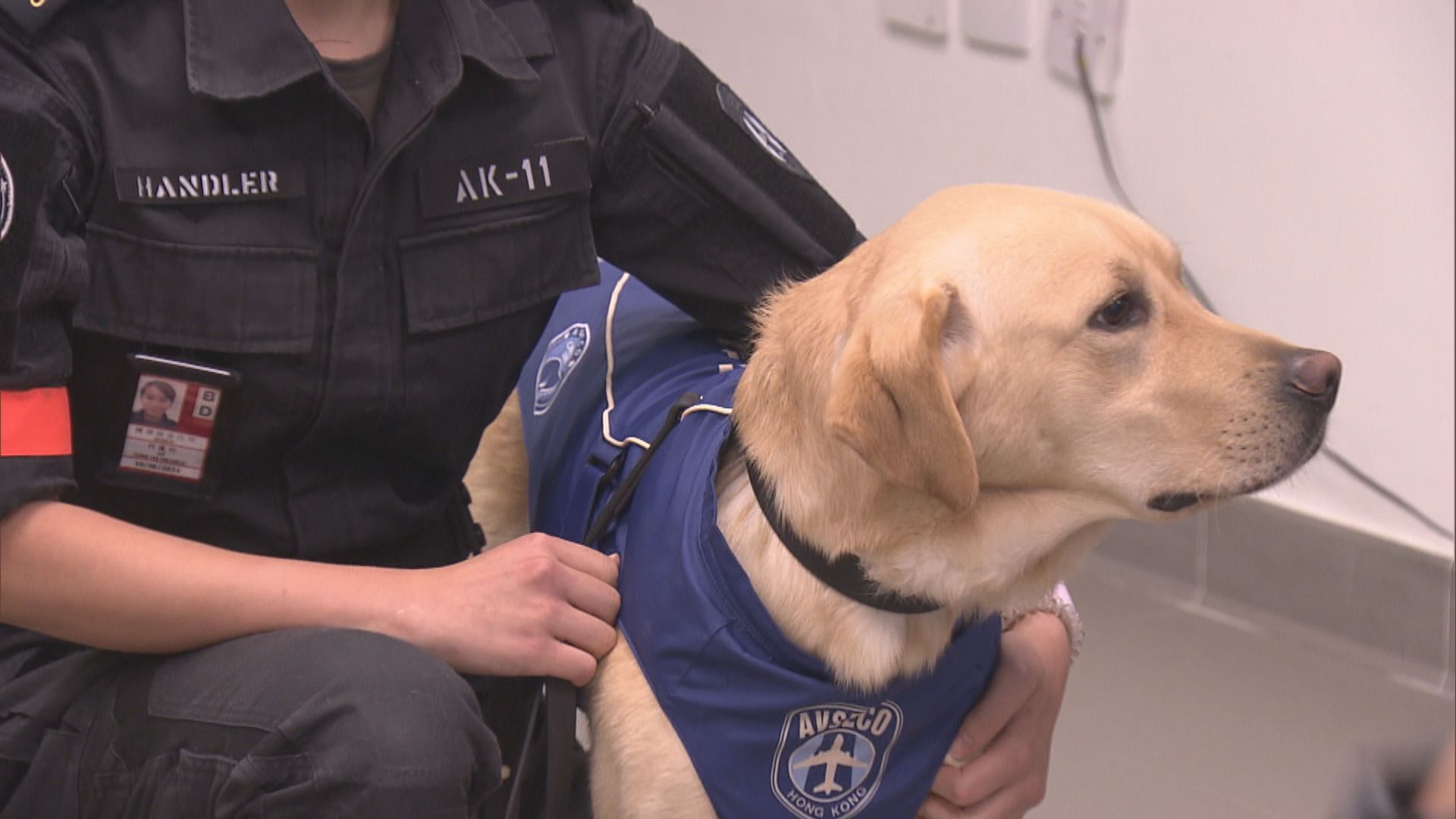 海關及機場保安成功合作繁殖八隻搜索犬