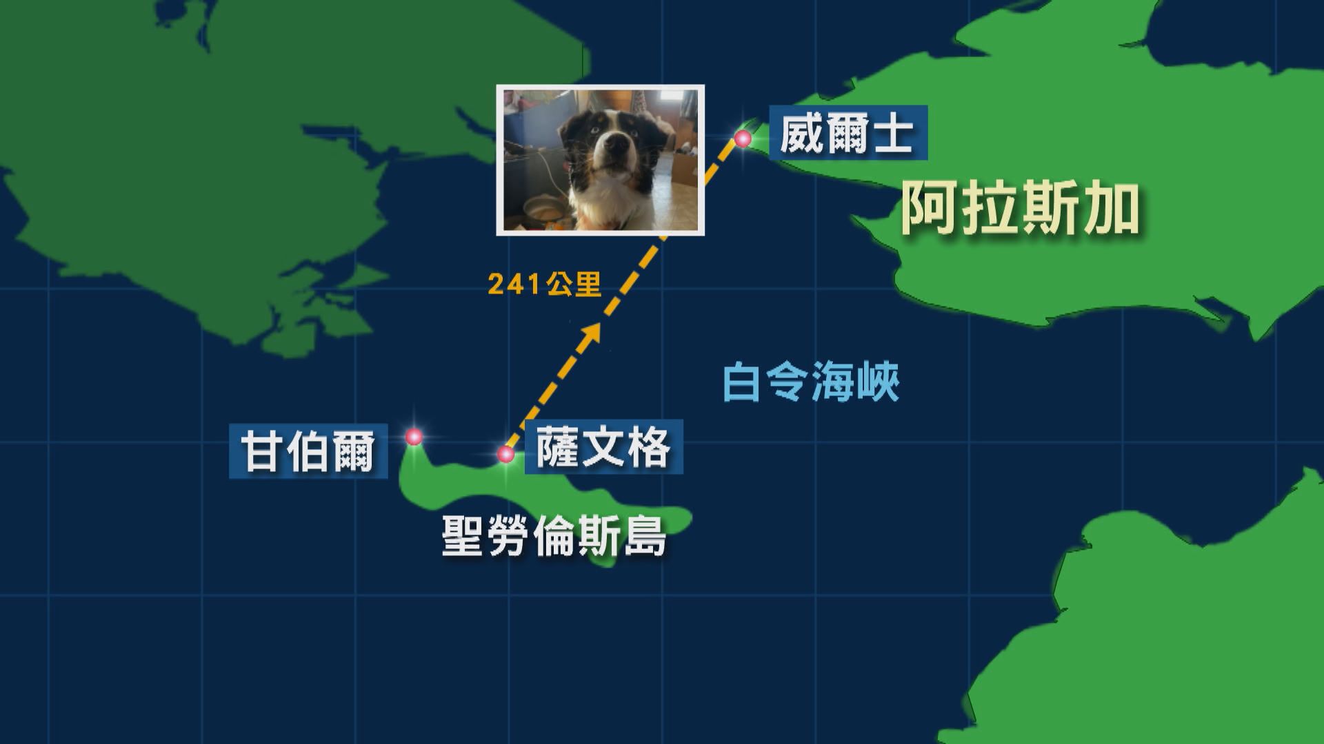 一歲澳洲牧羊犬失蹤一個月　被發現橫渡結冰的白令海峽