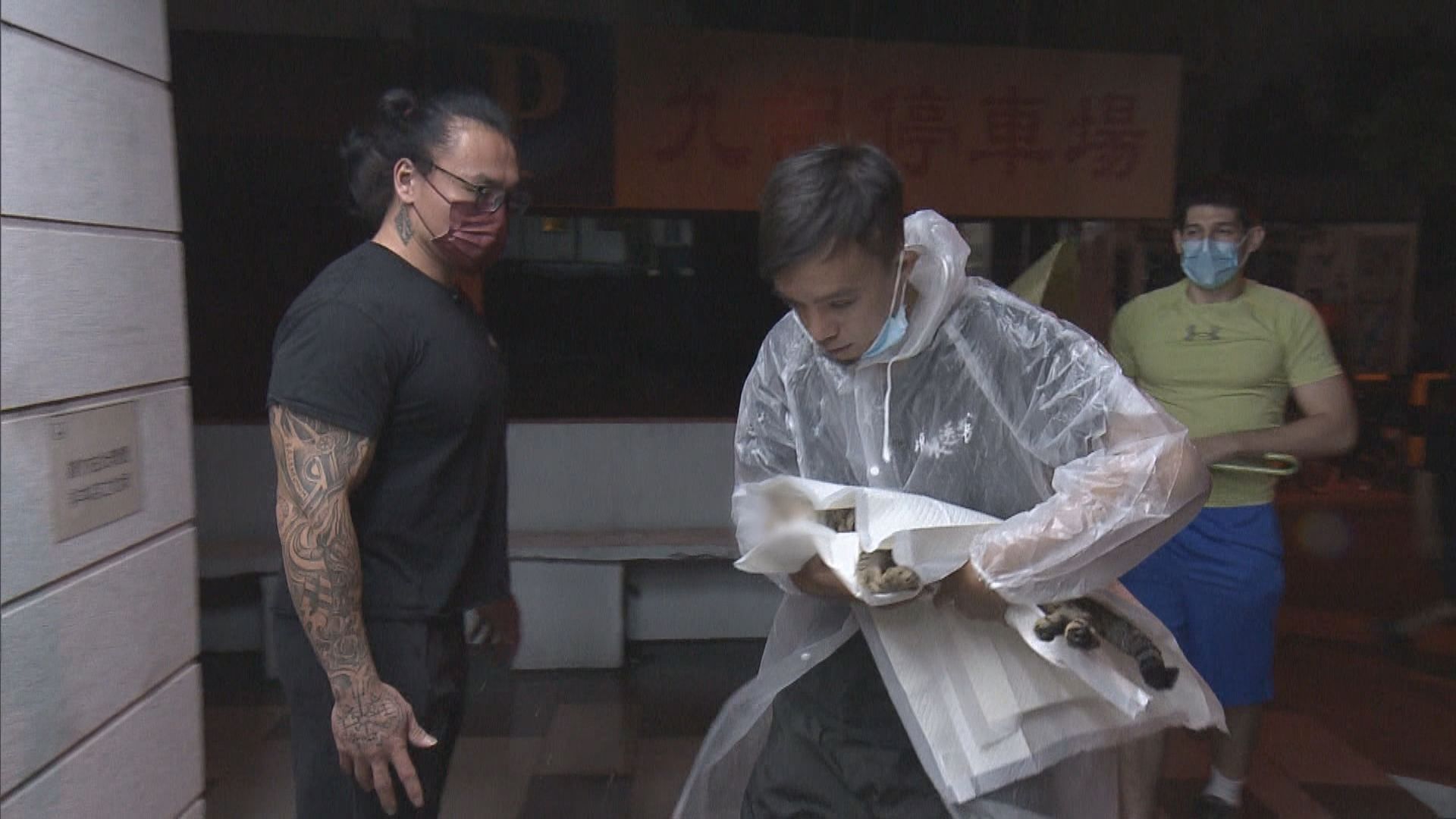 義工組織自發協助火化流浪動物遺體　盼動物一路好走