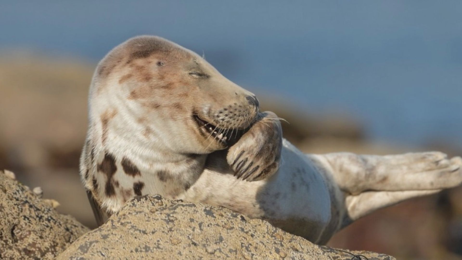 野生動物搞笑攝影獎公布入圍作品　呈現動物可愛一面