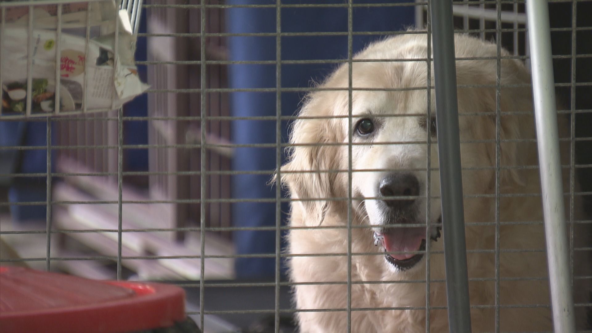 消息：政府擬訂《動物福利法》禁遺棄動物