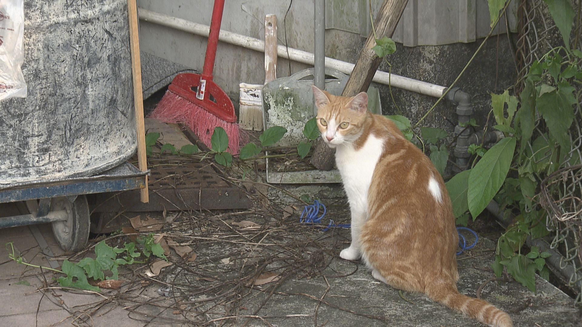 政府擬建領養中心安置古洞動物 區議員指供不應求