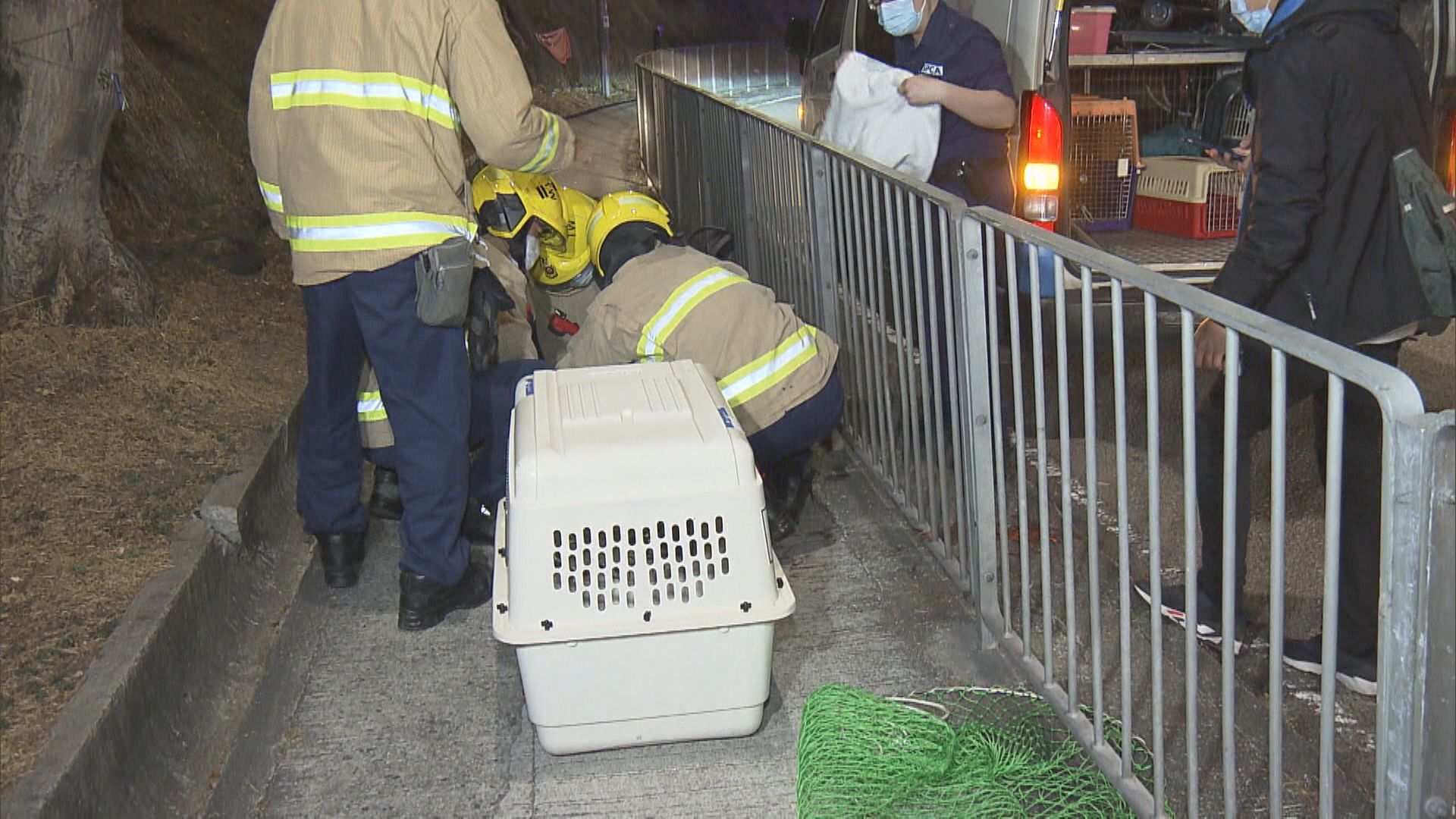 荃灣一隻赤麂疑遭車撞受驚衝鐵欄被困