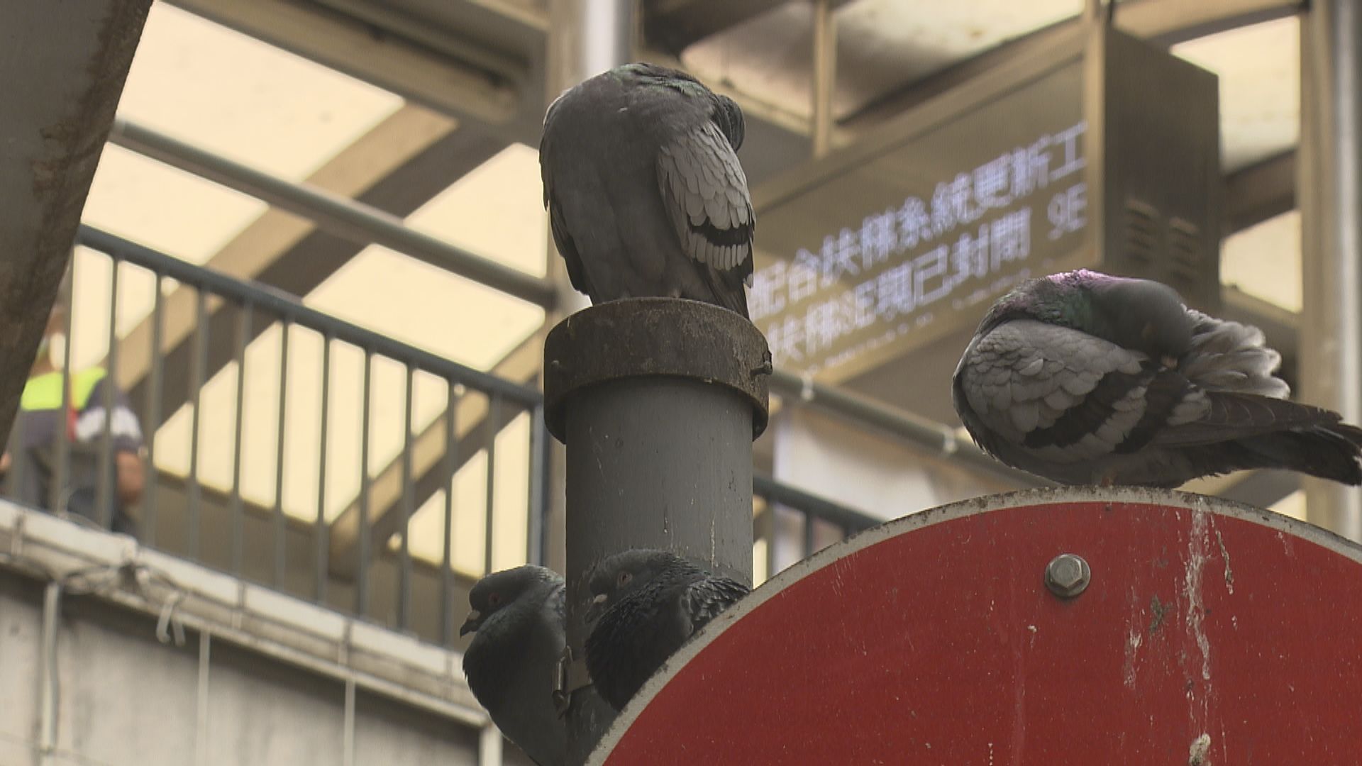 研究發現全球暖化增加跨物種病毒傳播