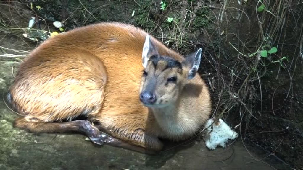 一頭赤麂被困深井引水道內獲救