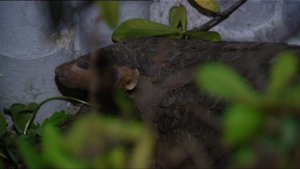 沙田中央公園發現穿山甲