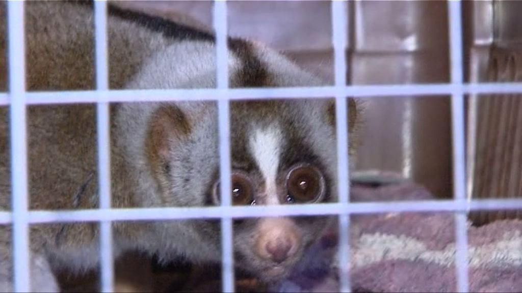 警破瀕危動物養殖場　過百隻動物交漁護署