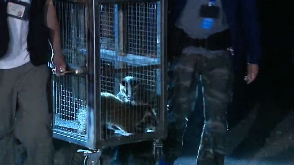 警方破瀕危動物養殖場　發現逾百隻動物