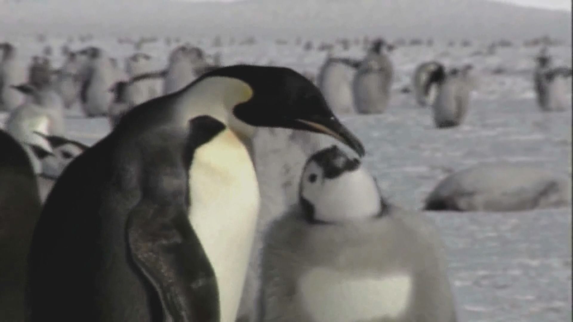 去年底或有7千至1萬隻皇帝企鵝幼崽因冰面少而死