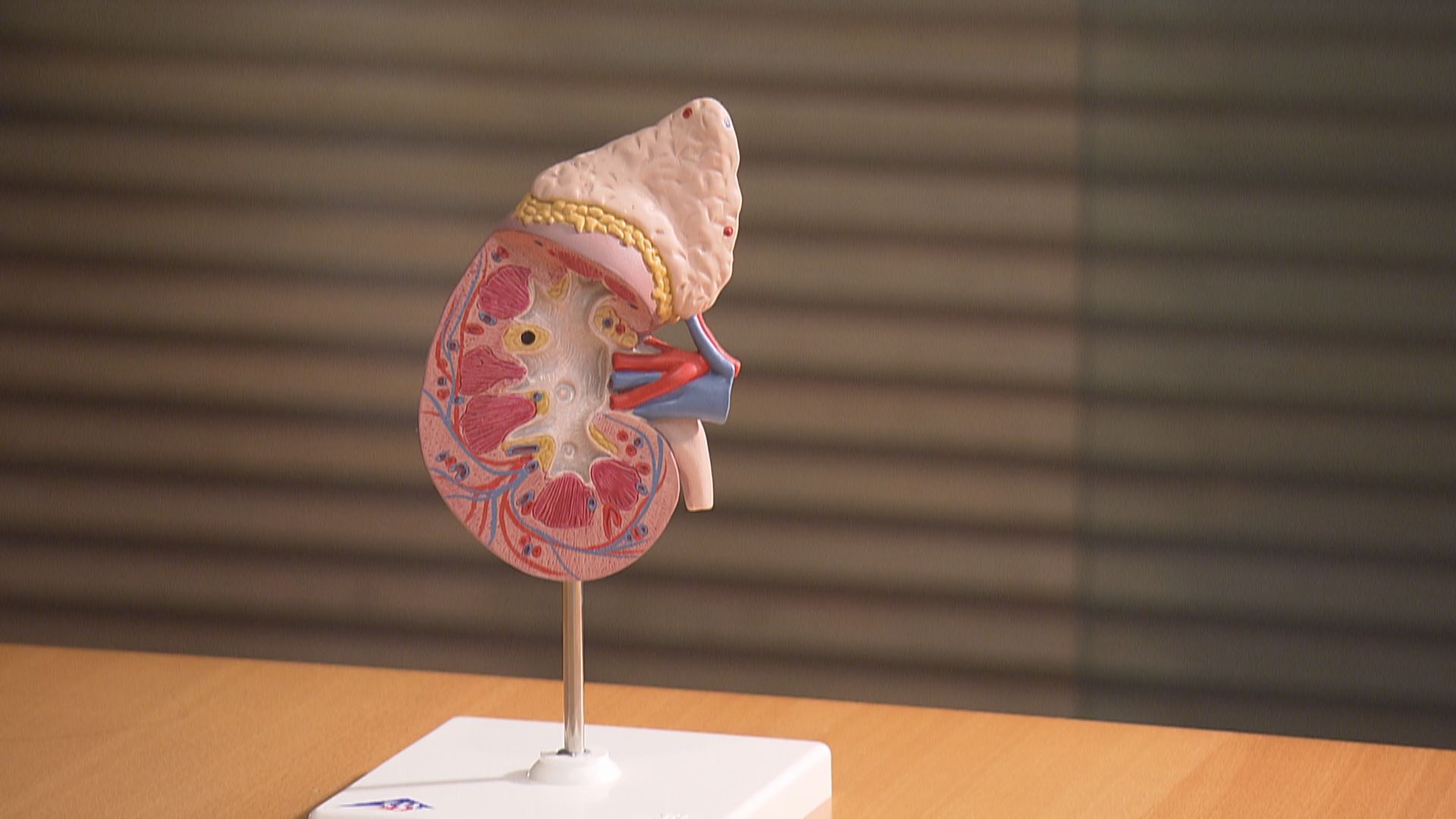 【杏林在線】「腎」防糖尿病變