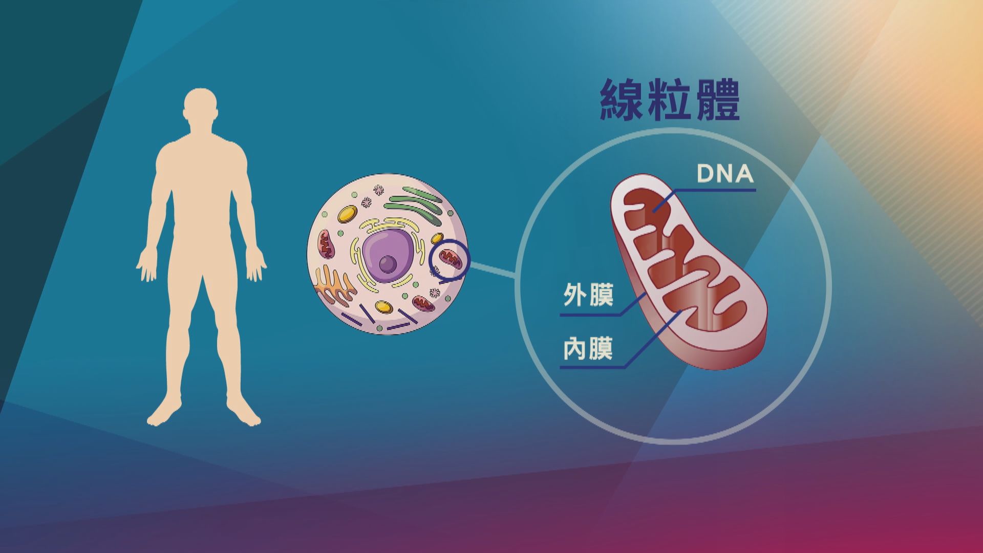 【杏林在線】人體「發電廠」
