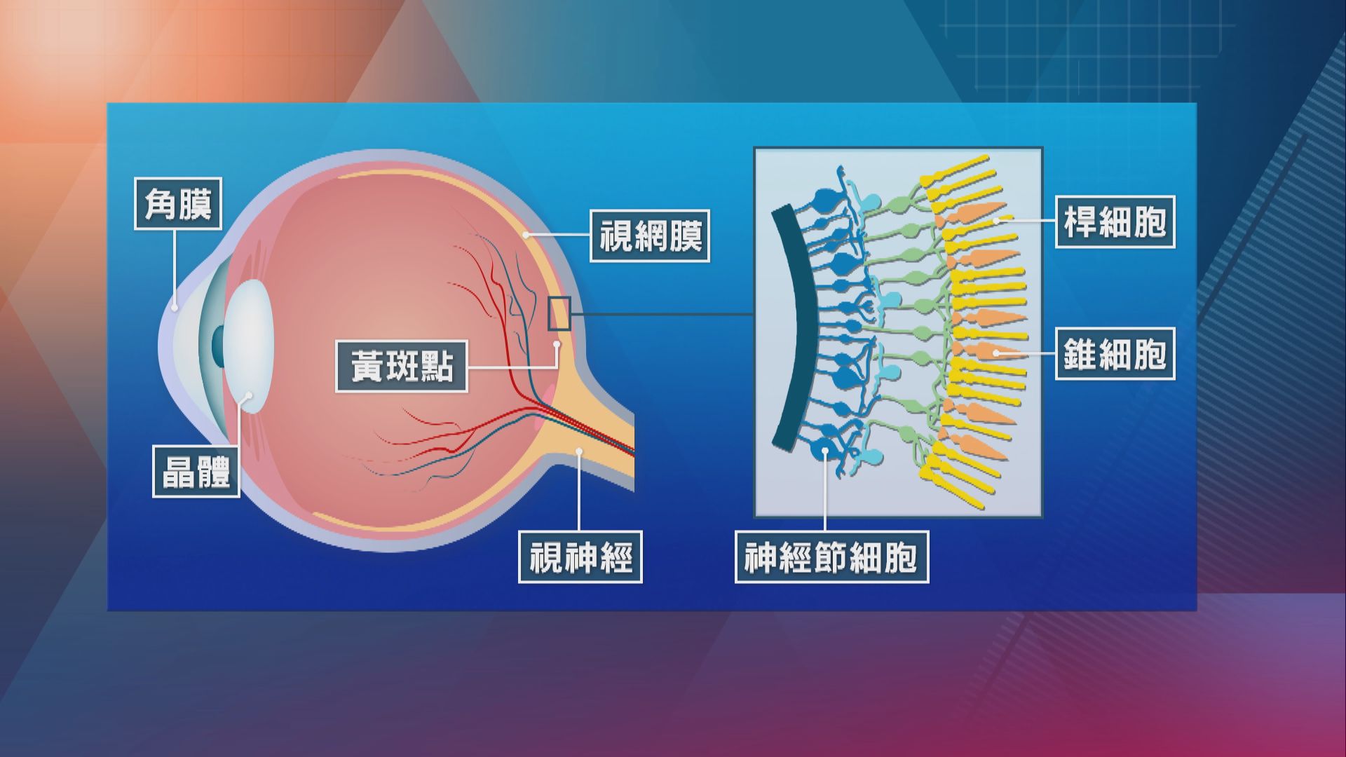 【杏林在線】暗中轉差的視力