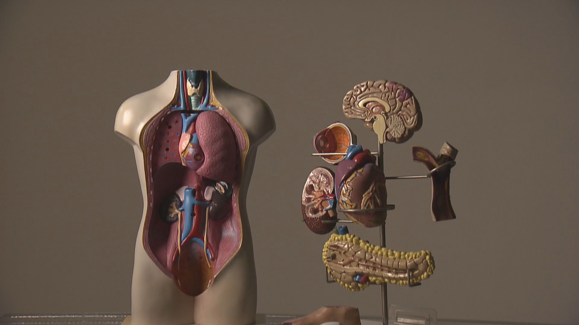 杏林在線｜以「形」補「營」？