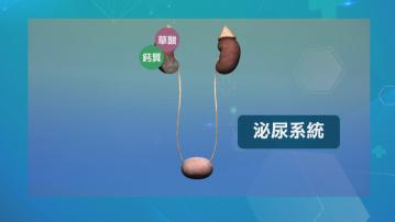 【杏林在線】奶茶與腎石