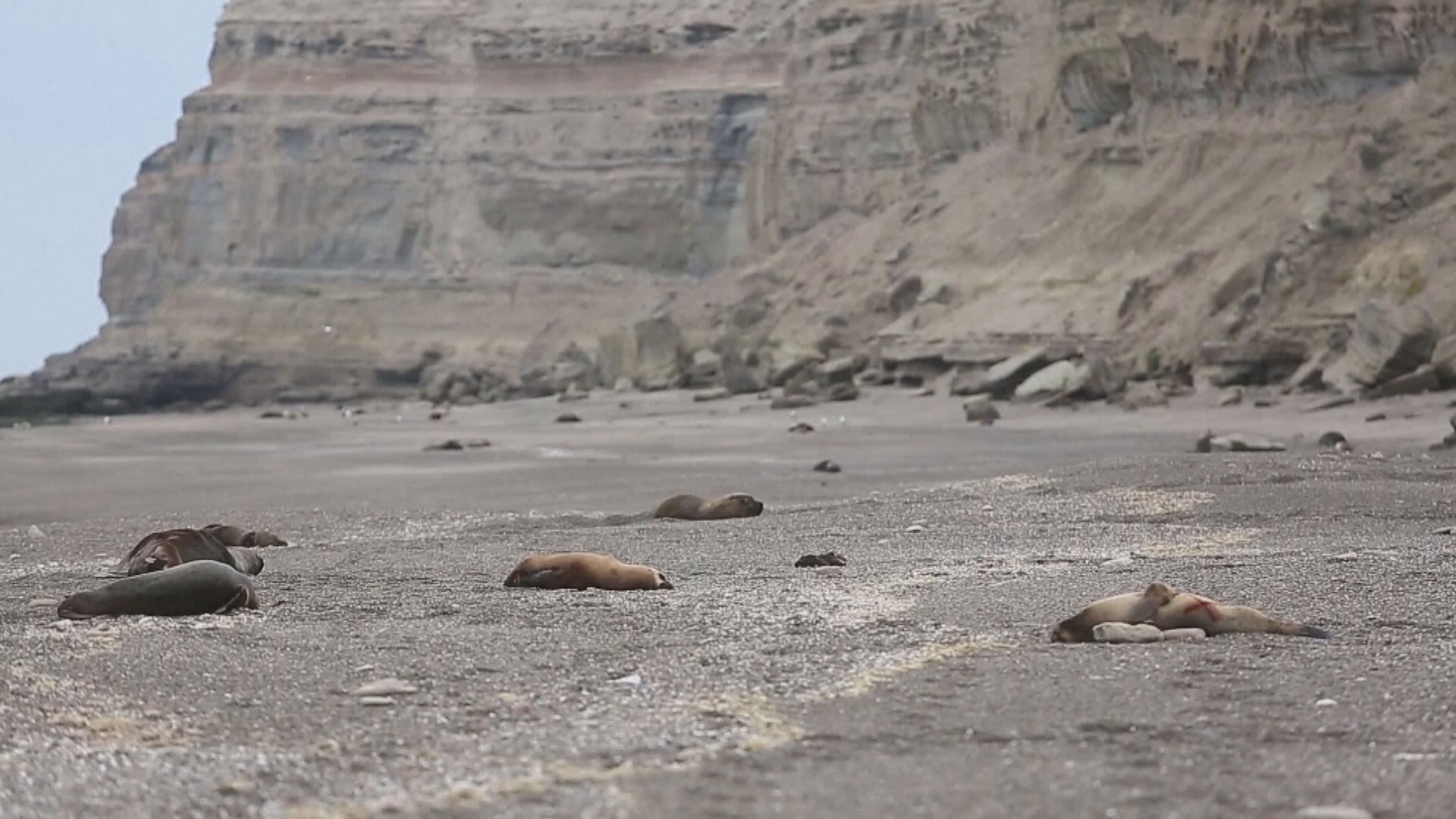 阿根廷巴塔哥尼亞地區有數十隻海獅感染禽流感死亡
