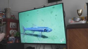 阿根廷深海直播意外爆紅　影片分享平台觀看量日破百萬