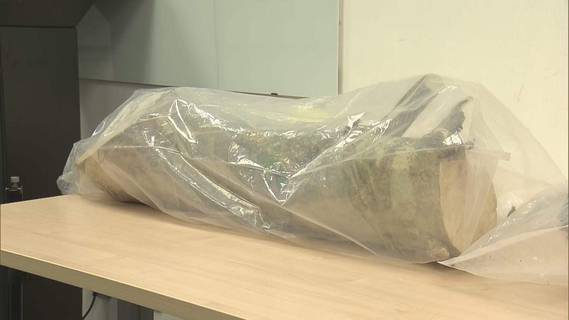 警方拘捕12名內地人涉非法砍伐沉香樹