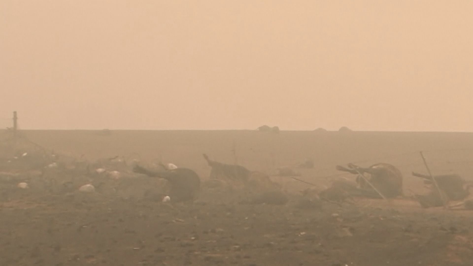 澳洲山火持續　專家估計新南威爾斯州近5億動物被燒死