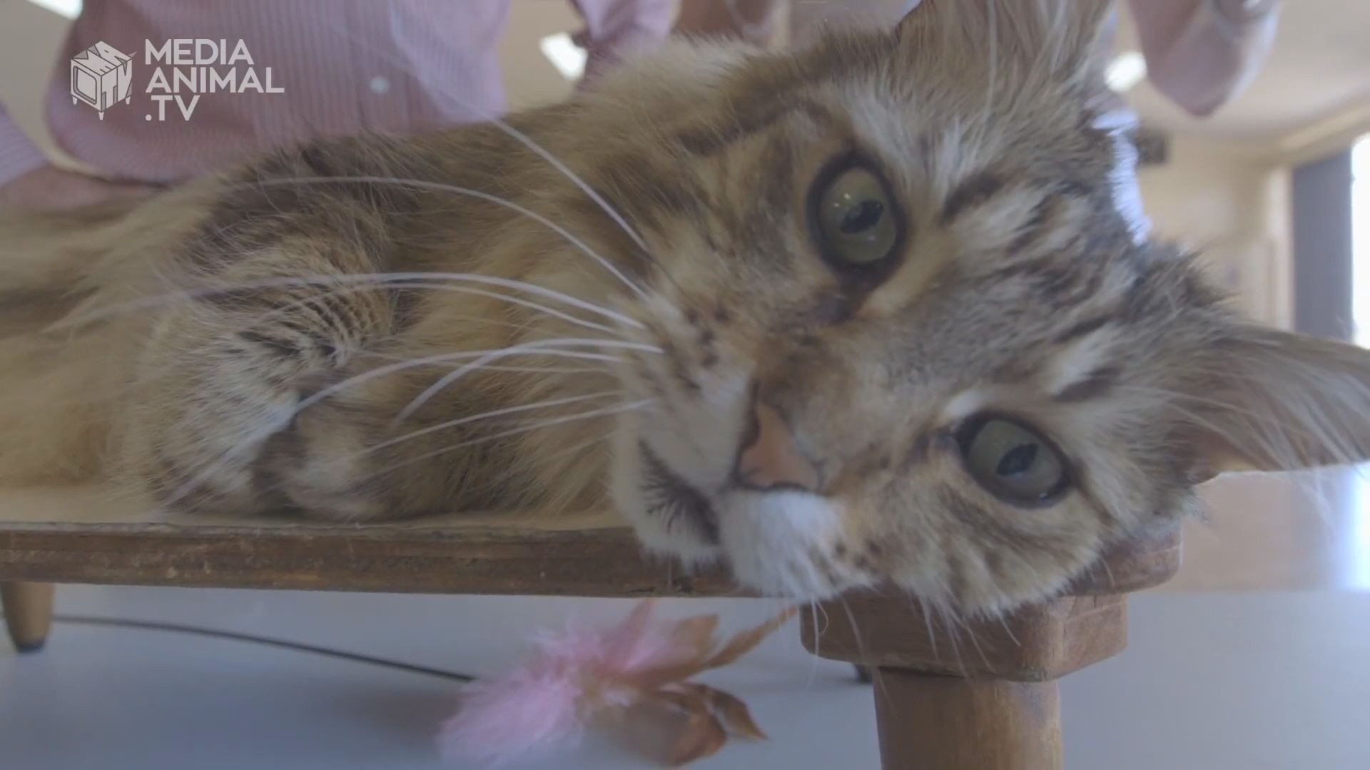 澳洲野貓被指危害生態需撲殺