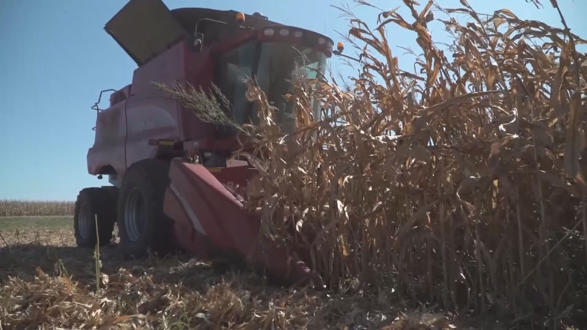 中國向澳洲進口大麥徵收反傾銷及補貼稅