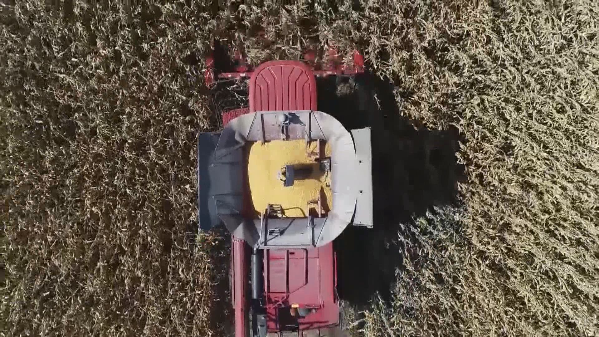 澳洲對中國徵收澳洲大麥稅項感失望　考慮向世貿申訴