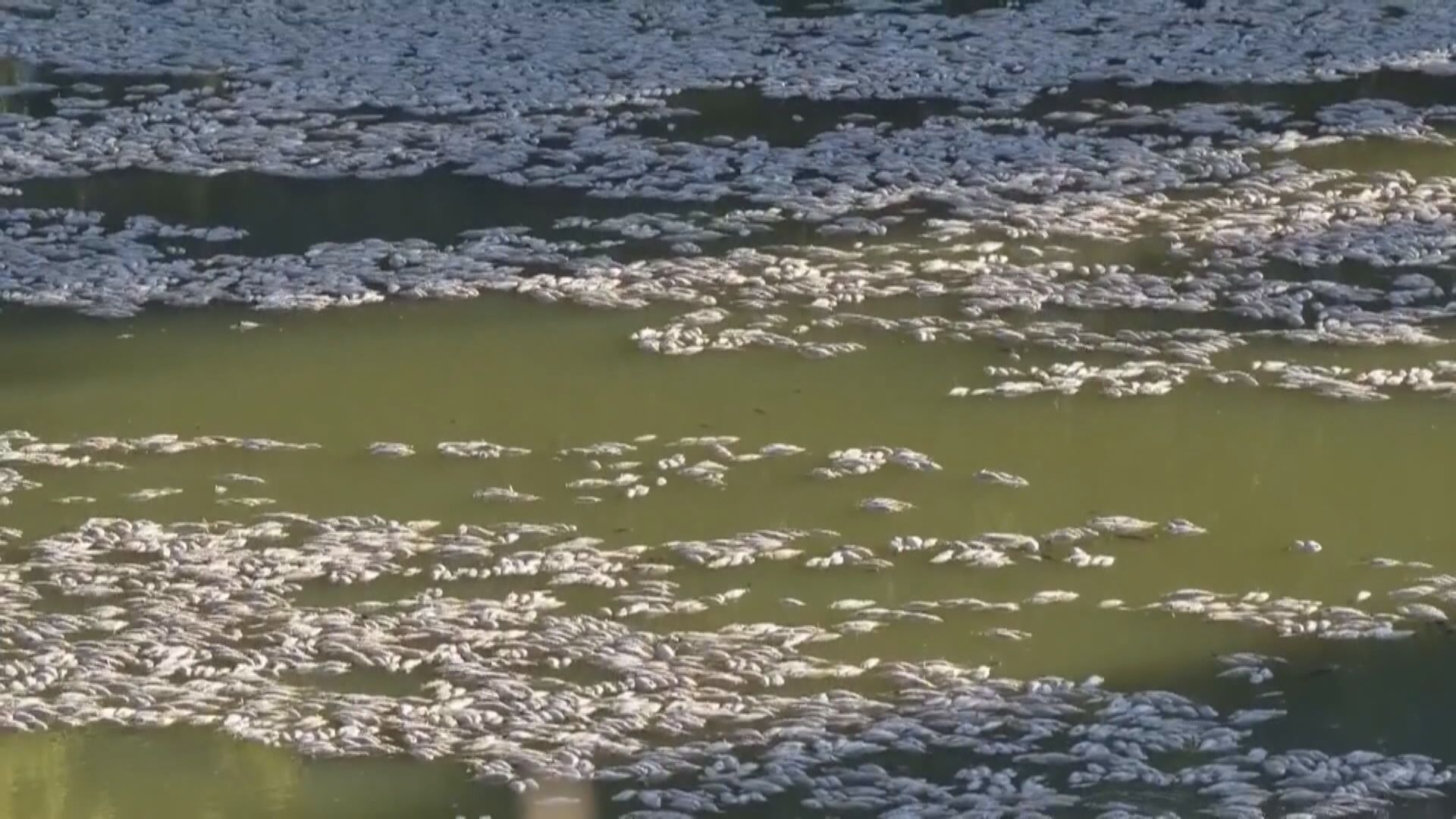澳洲新南威爾士州數百萬條魚因熱浪和河水含氧量低死亡