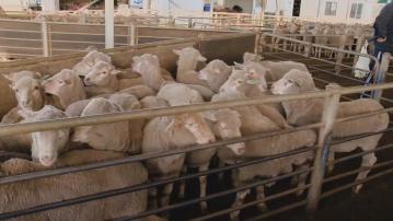 澳洲向中國出口成年羊肉量創新高 業界料因中國民眾喜愛火鍋