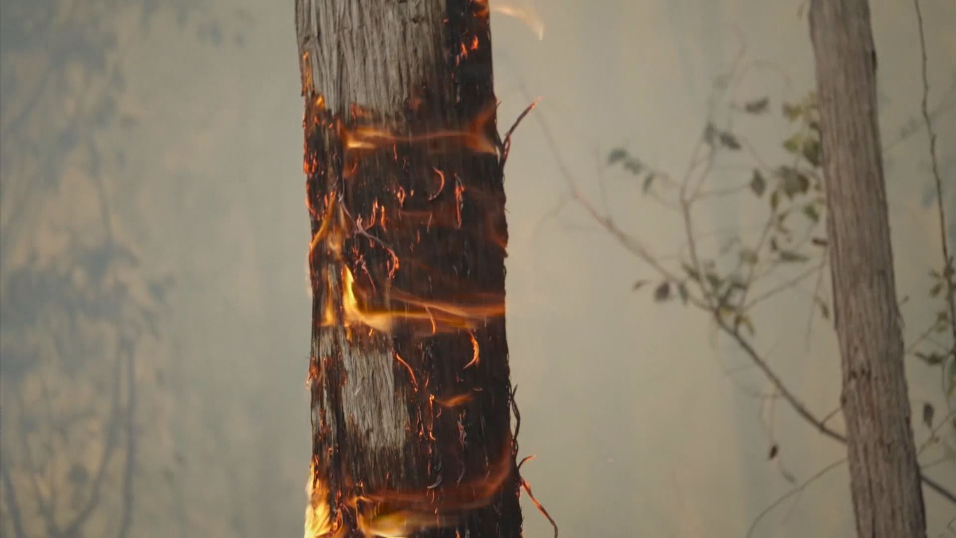 澳洲山火再有消防員殉職　總理首次承認處理不力