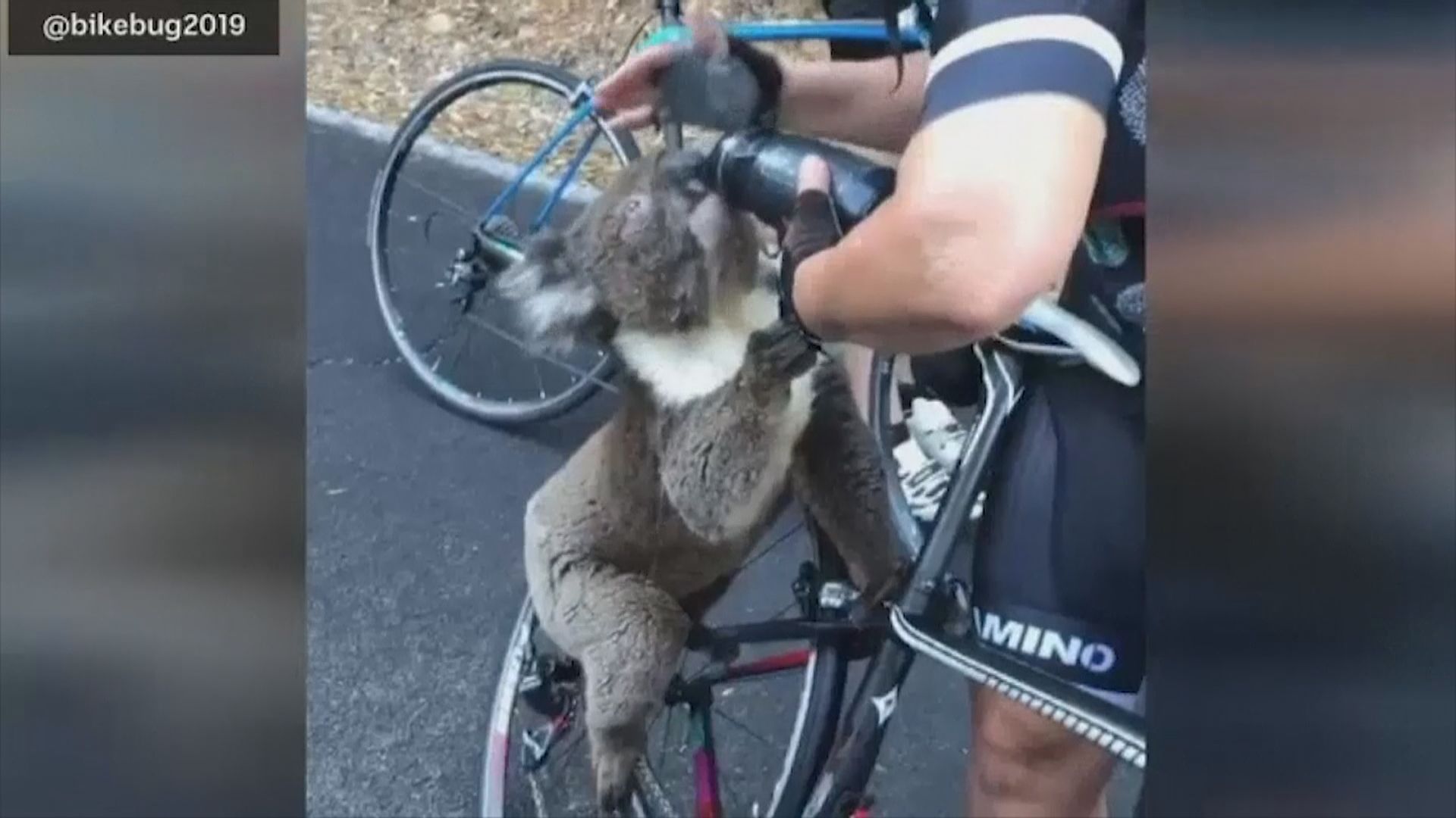 澳洲山火持續　料三成樹熊被澳洲山火燒死