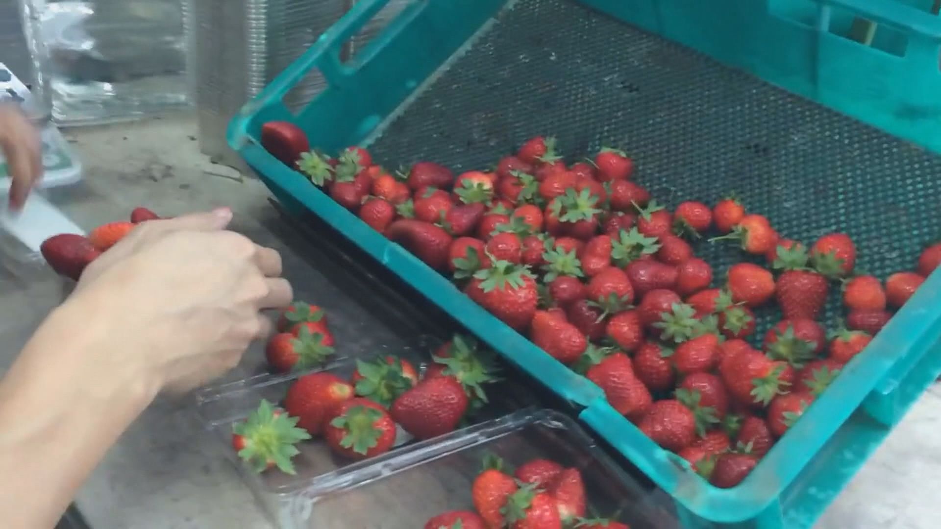 澳洲水果藏針事件繼續擴大