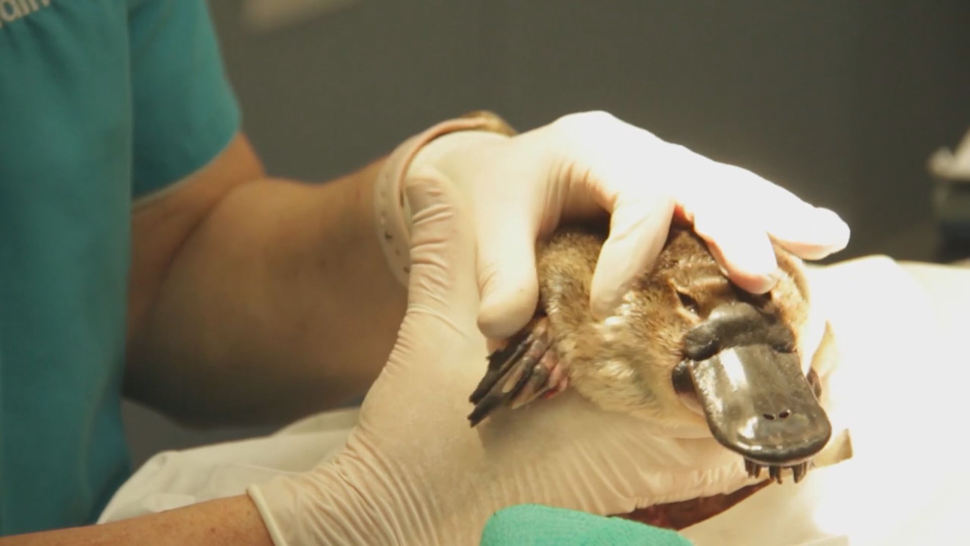 鴨嘴獸棲息地近卅年來減少逾兩成　面臨滅絕危機