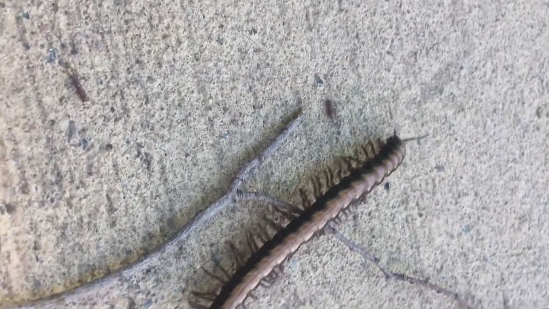 澳洲發現擁有1306隻腳千足蟲屬世界首例