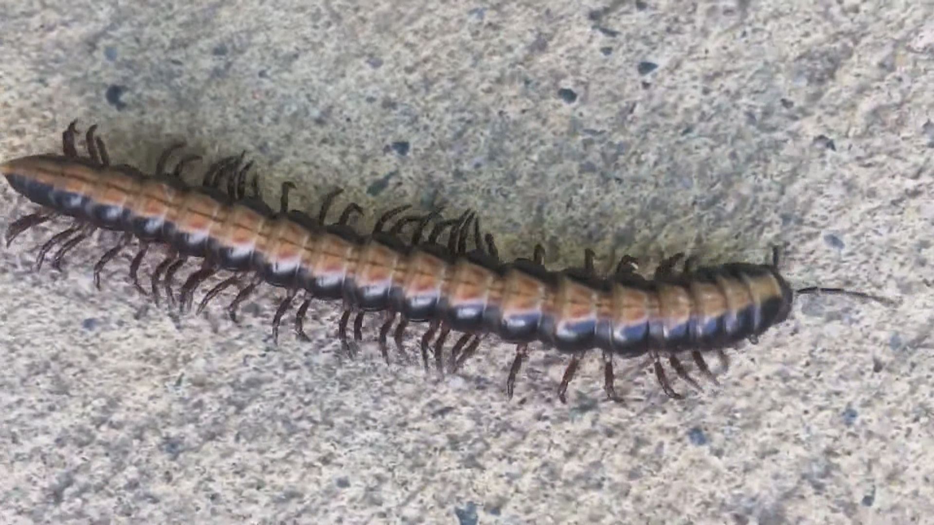 澳洲發現擁有1306隻腳千足蟲屬世界首例