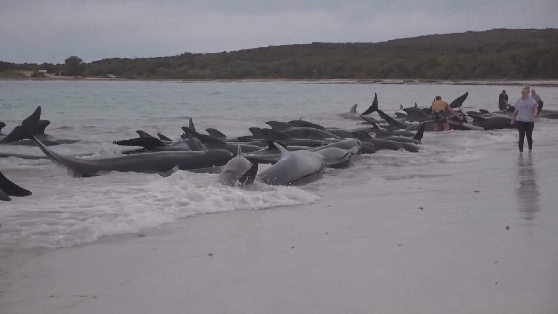 西澳海灘近百條鯨魚擱淺 逾半已死亡