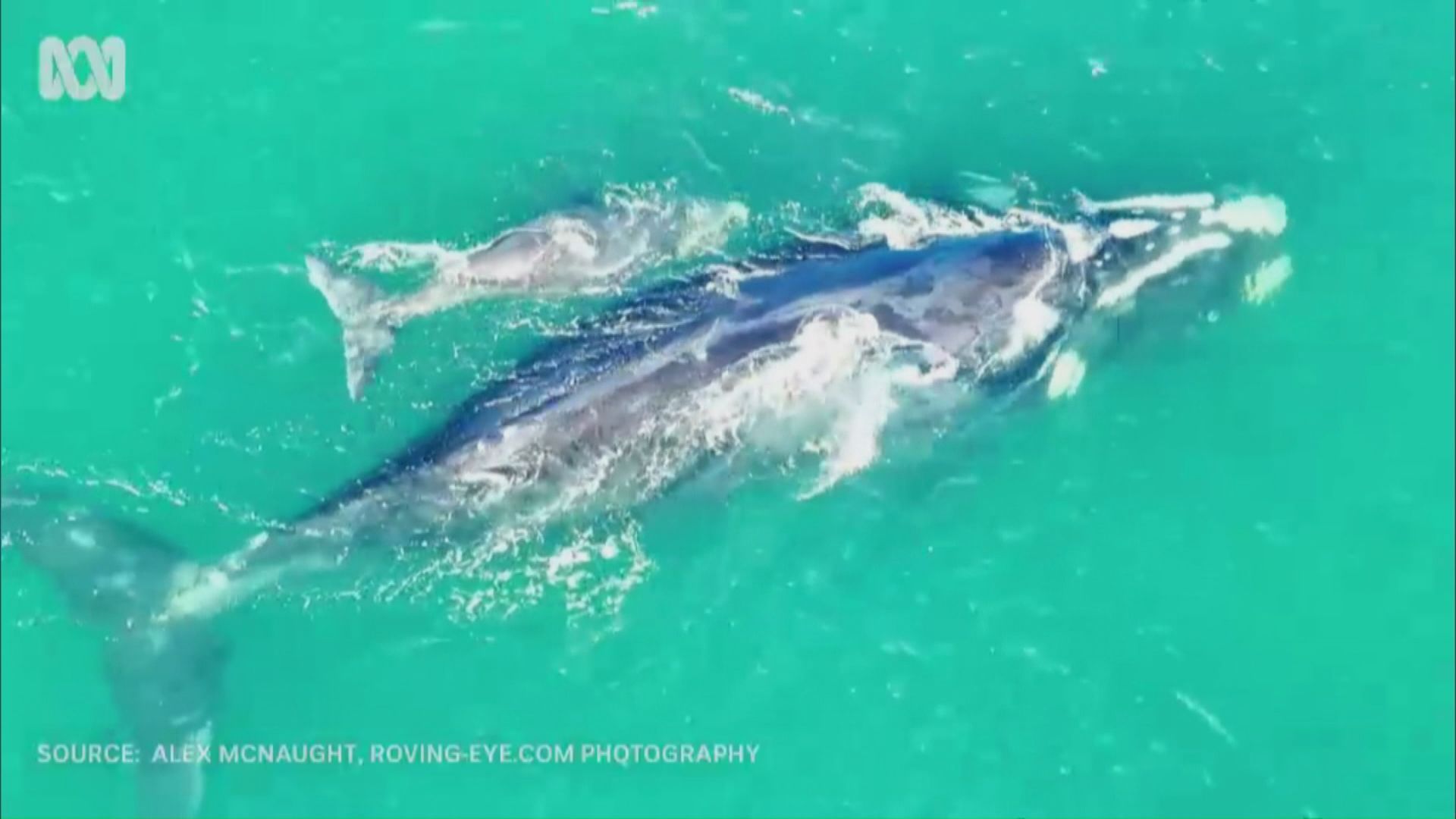 澳洲新南威爾士有雌性南露脊鯨與幼鯨游弋