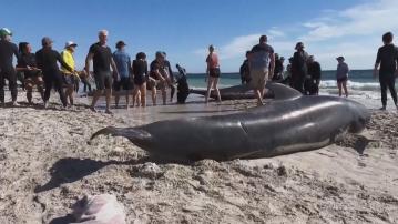 澳洲西部海灘多達160條領航鯨擱淺 至少近30條死亡