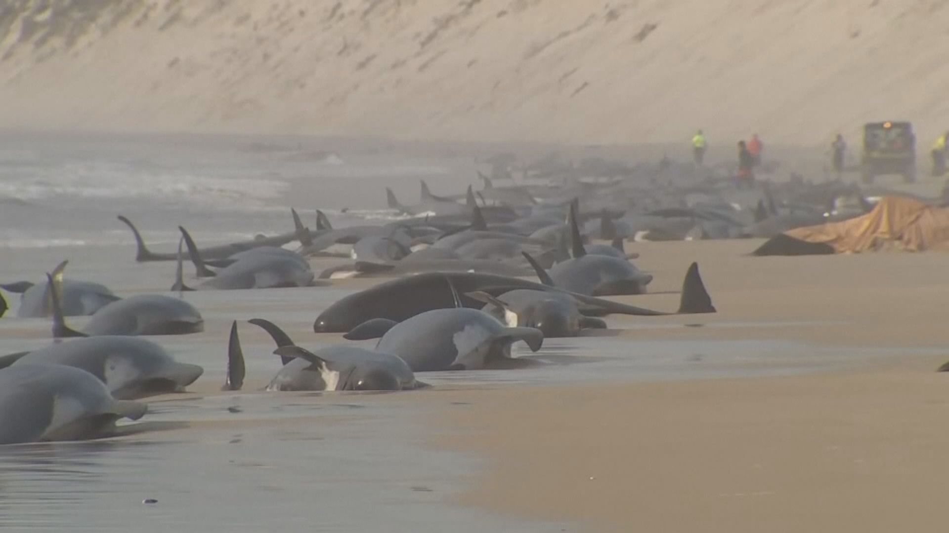 澳洲塔斯馬尼亞西230條鯨魚擱淺　估計過半死亡