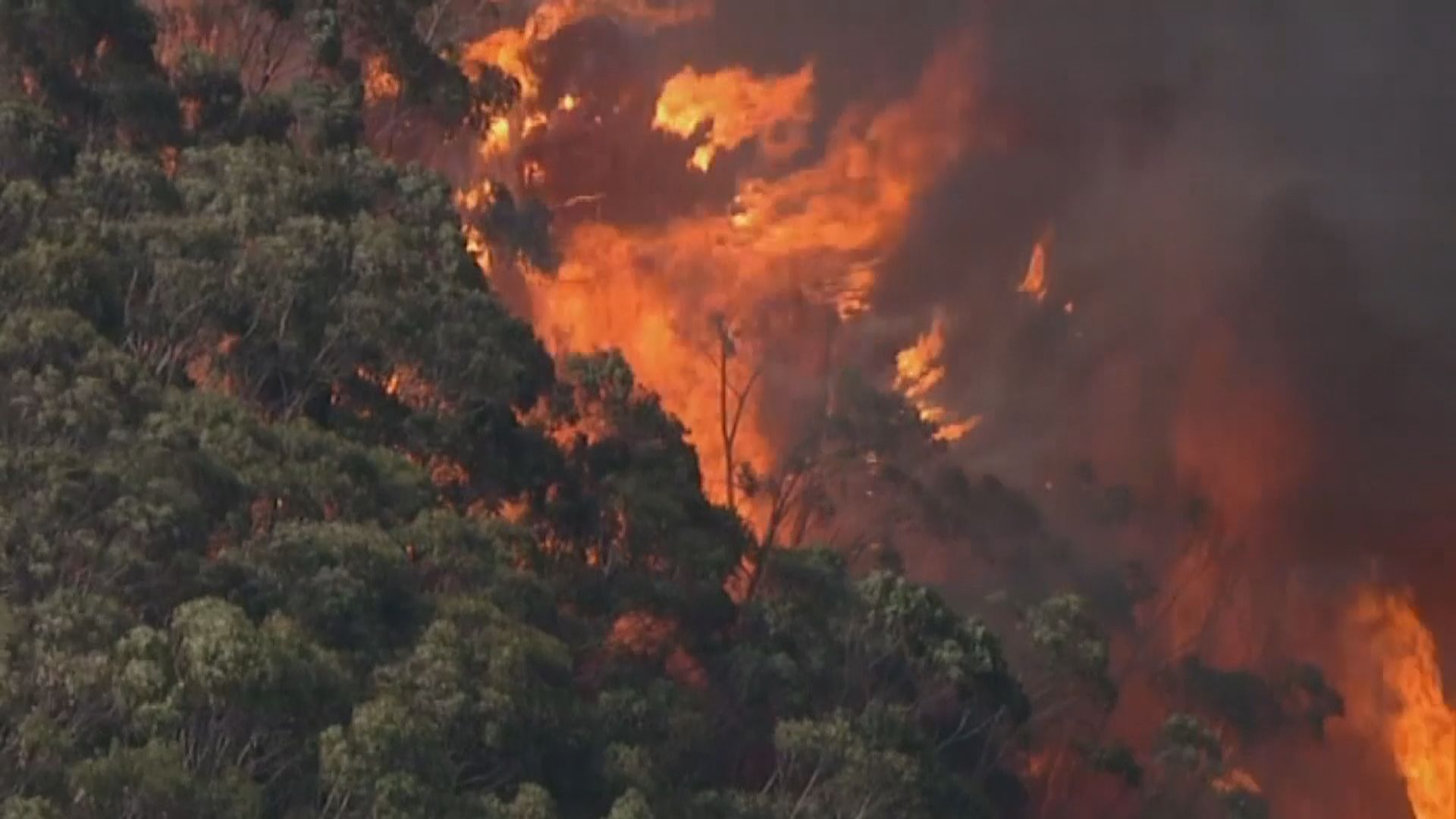 澳洲新南威爾士州山火仍未受控　最少九死